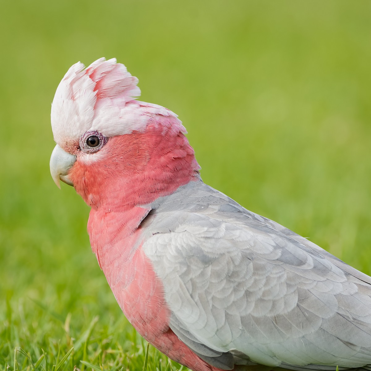 Cacatúa Galah - ML620890994