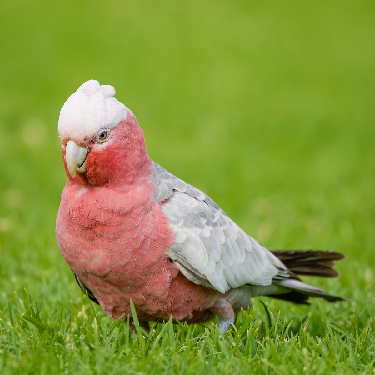 Cacatúa Galah - ML620890995