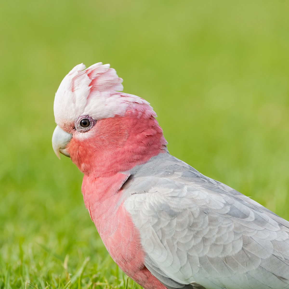 Cacatúa Galah - ML620890996