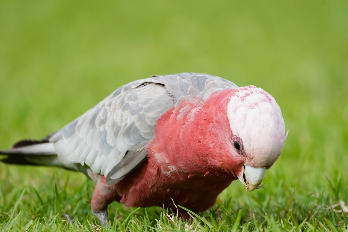 Cacatúa Galah - ML620890997