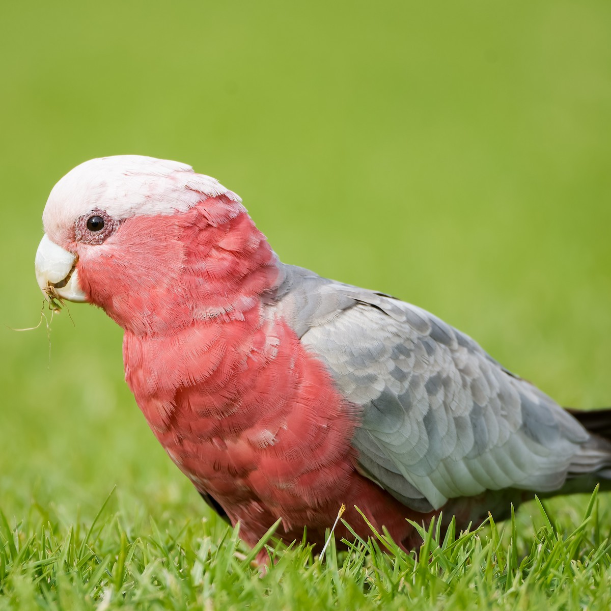 Cacatúa Galah - ML620890998