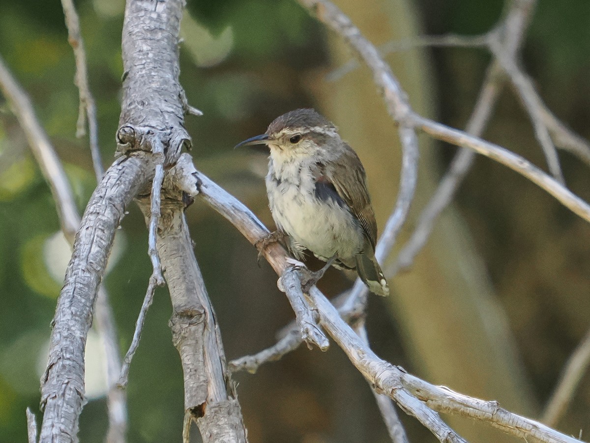 Troglodyte de Bewick - ML620891000