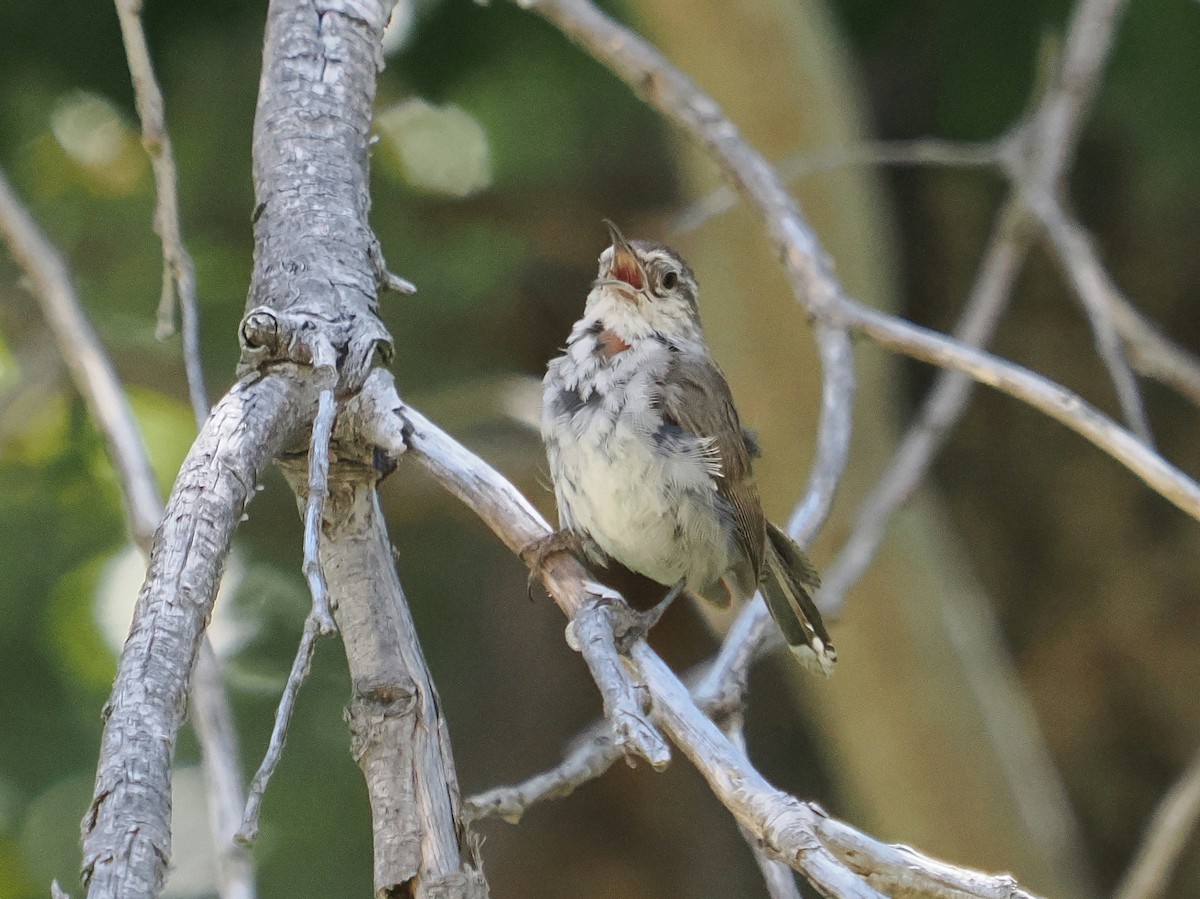 Bewick's Wren - ML620891001