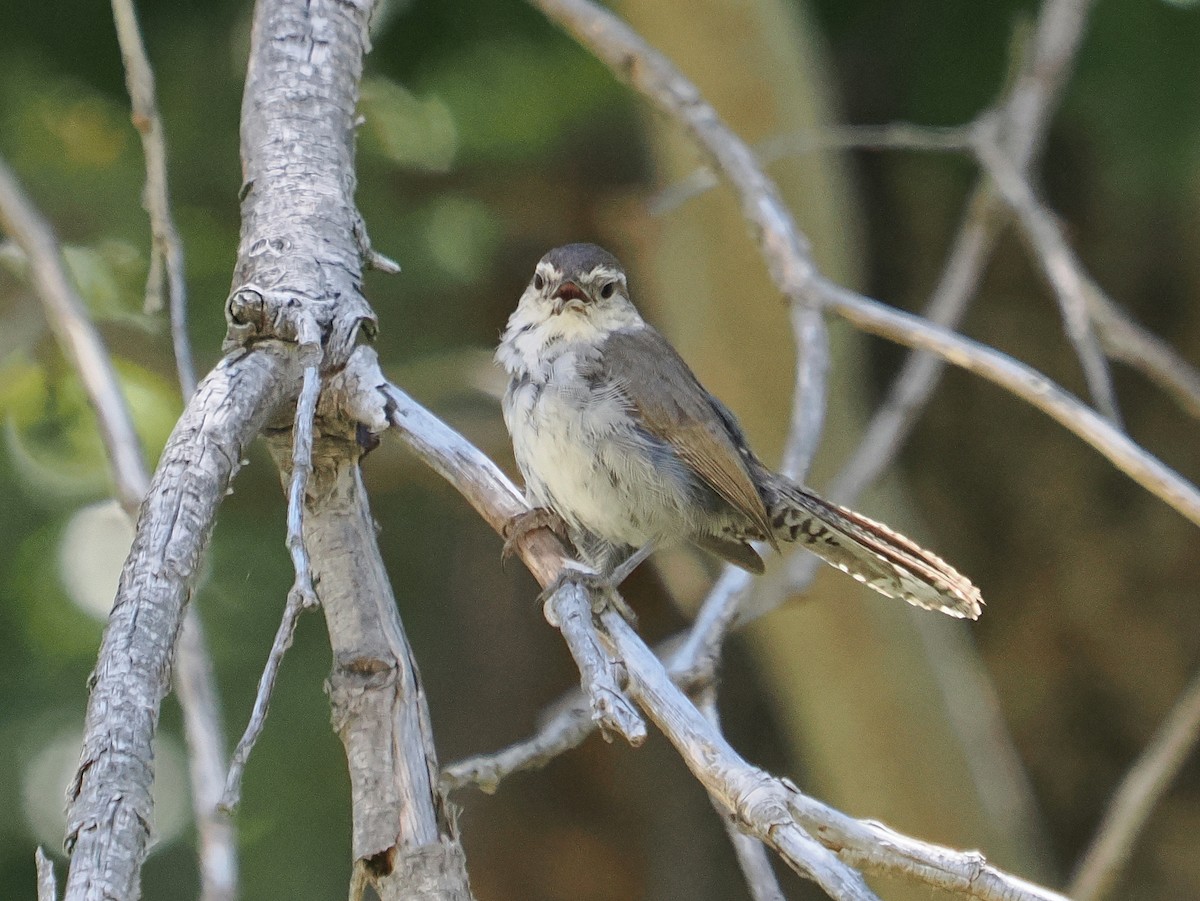 Bewick's Wren - ML620891002