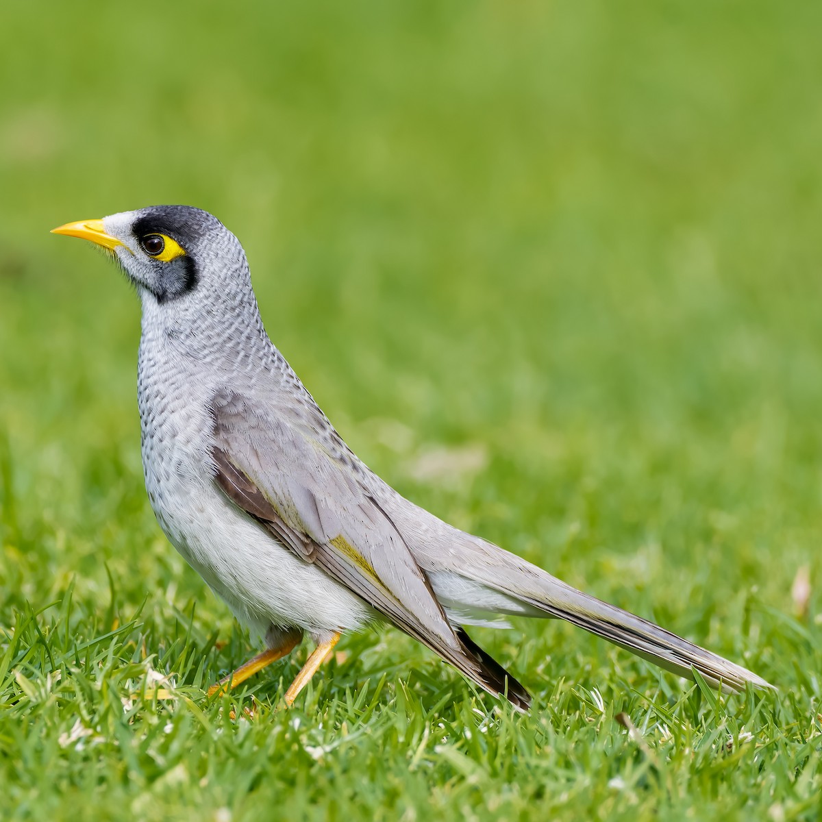 Noisy Miner - ML620891005