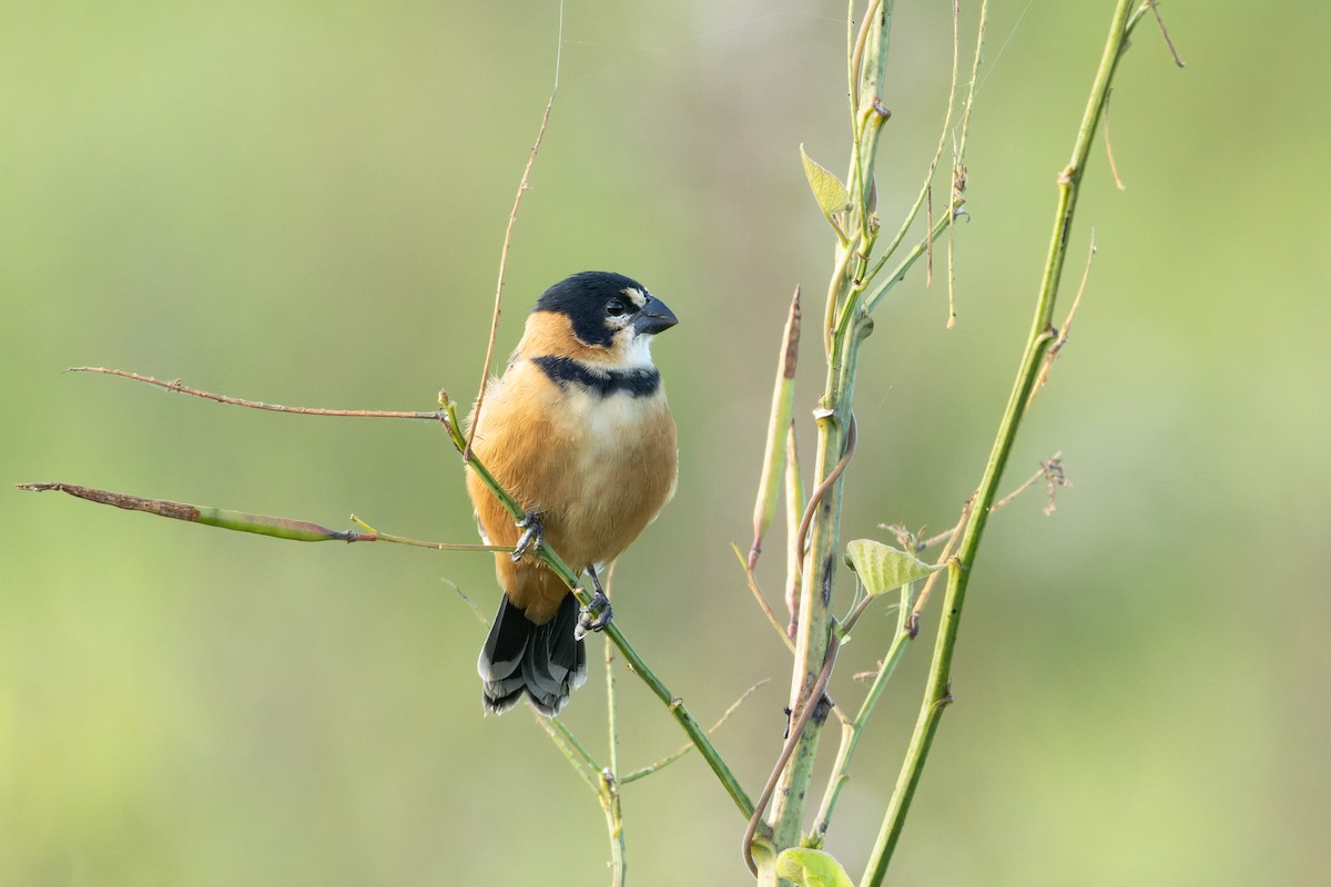 Rusty-collared Seedeater - Tomaz Melo