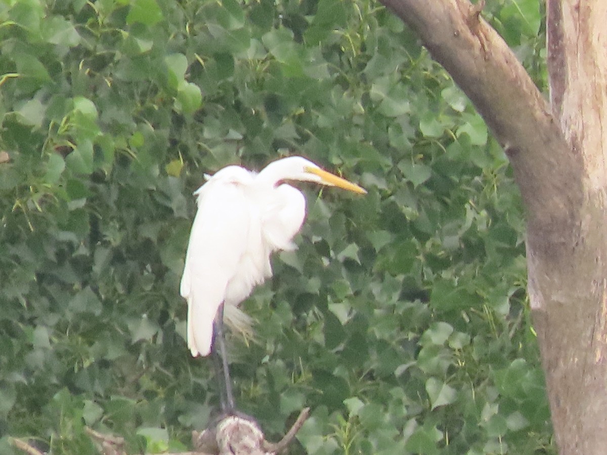 Great Egret - ML620891020