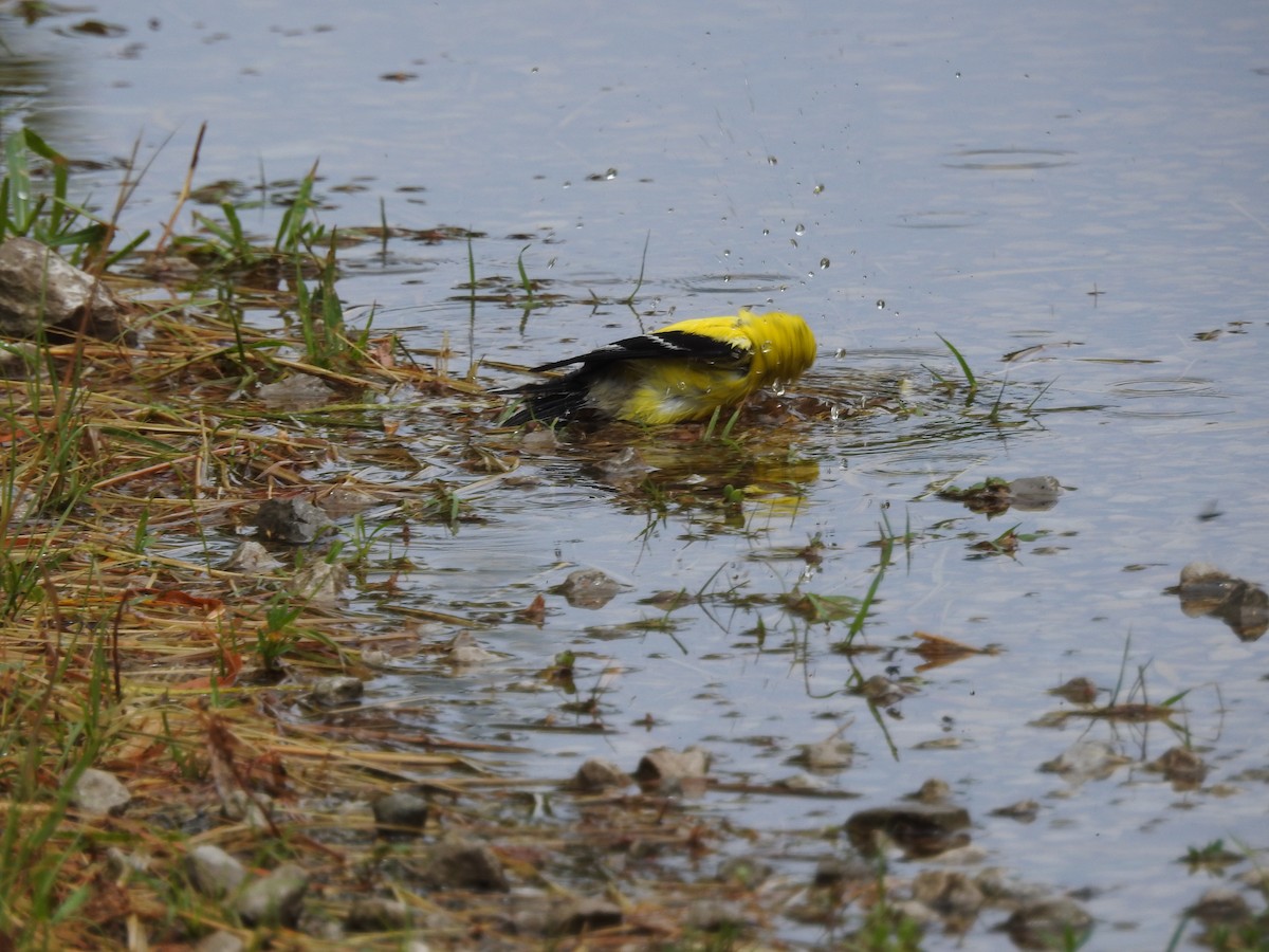 Chardonneret jaune - ML620891021