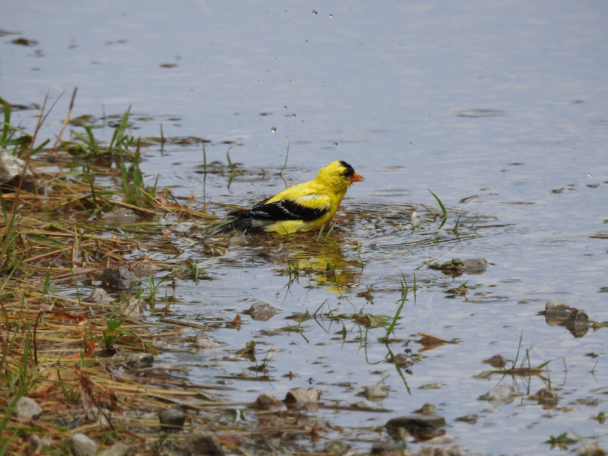 American Goldfinch - ML620891023