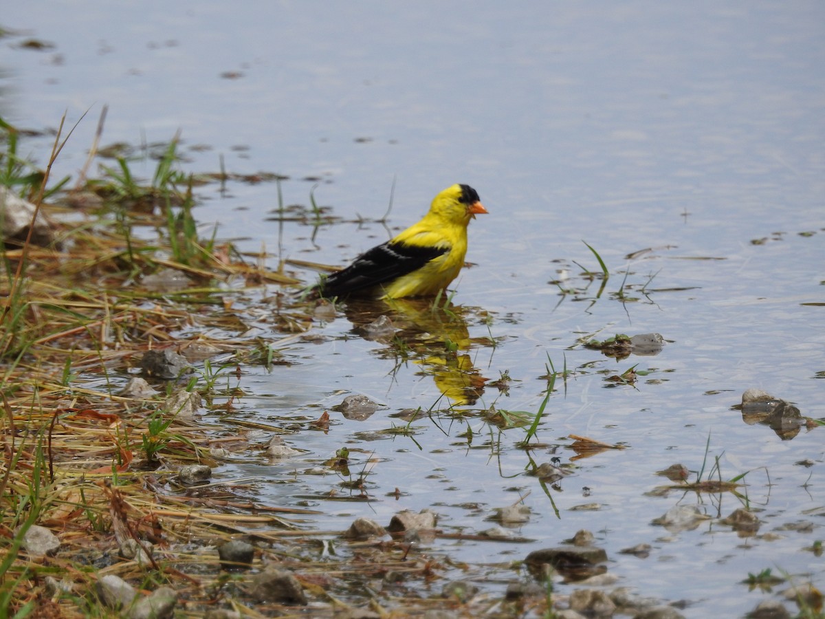 American Goldfinch - ML620891024