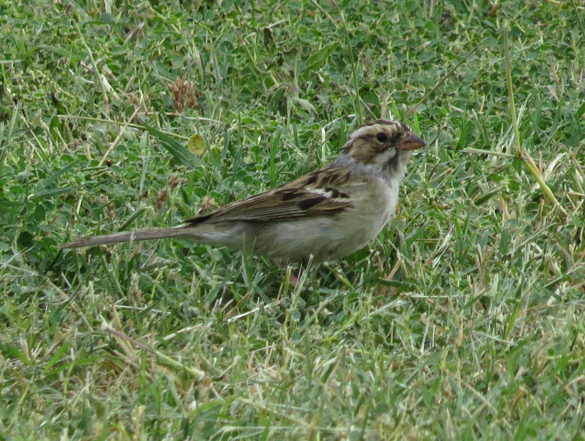 Clay-colored Sparrow - ML620891030
