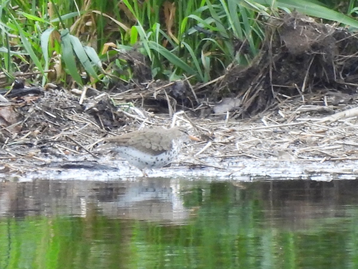 Spotted Sandpiper - ML620891036