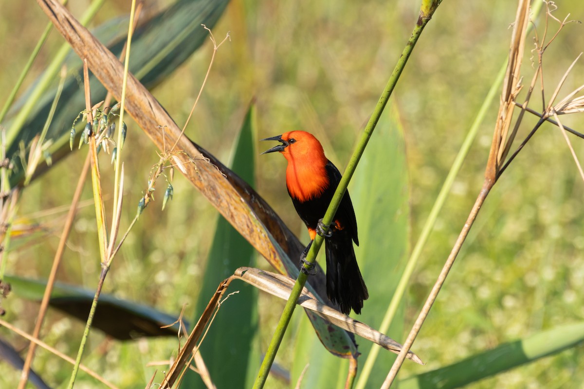 Scarlet-headed Blackbird - ML620891037