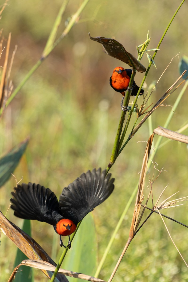 Scarlet-headed Blackbird - ML620891039