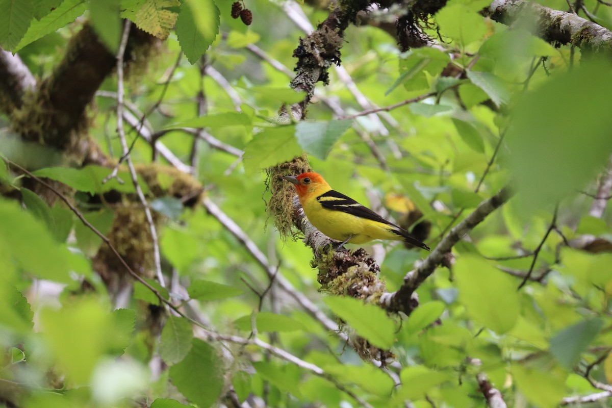 Western Tanager - ML620891047