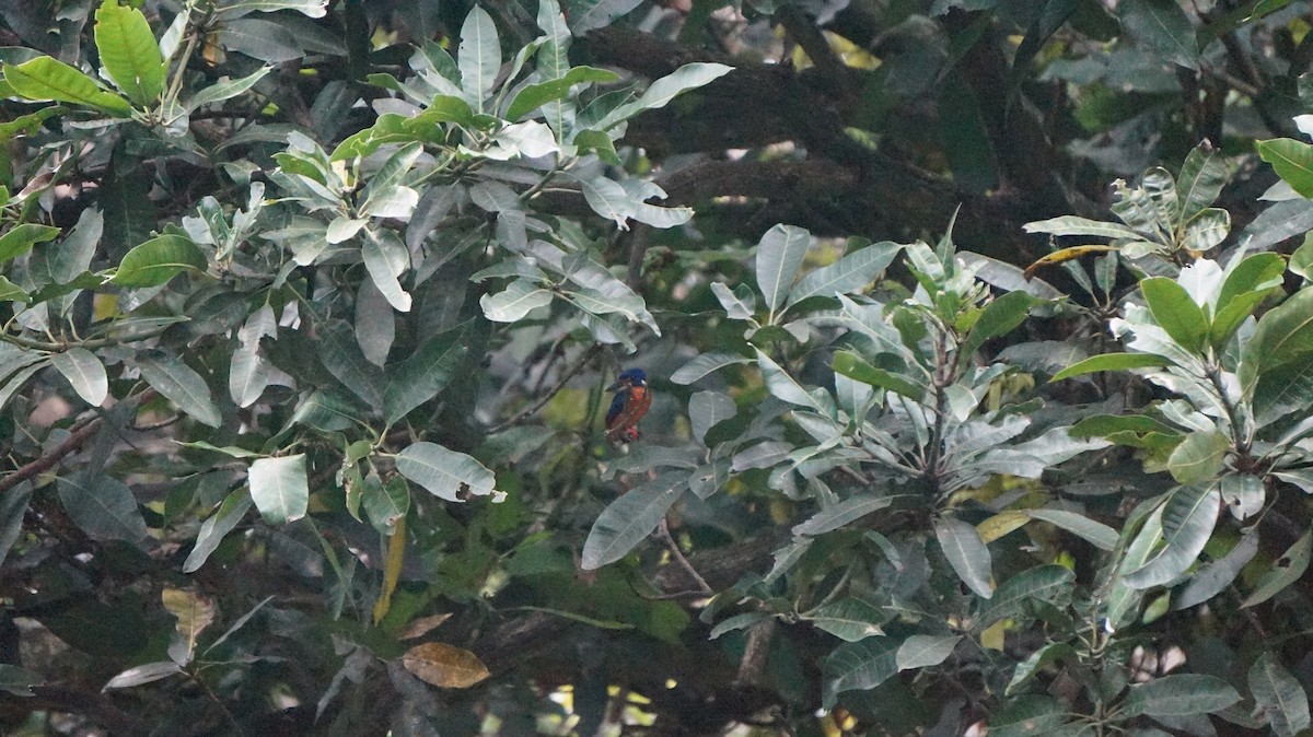 Blue-eared Kingfisher - ML620891057