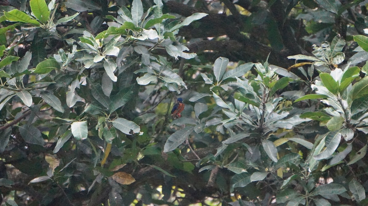 Blue-eared Kingfisher - ML620891058