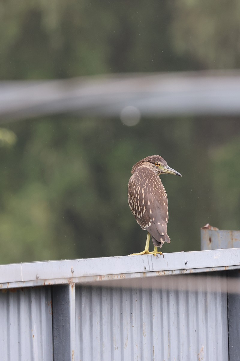 Black-crowned Night Heron - ML620891067