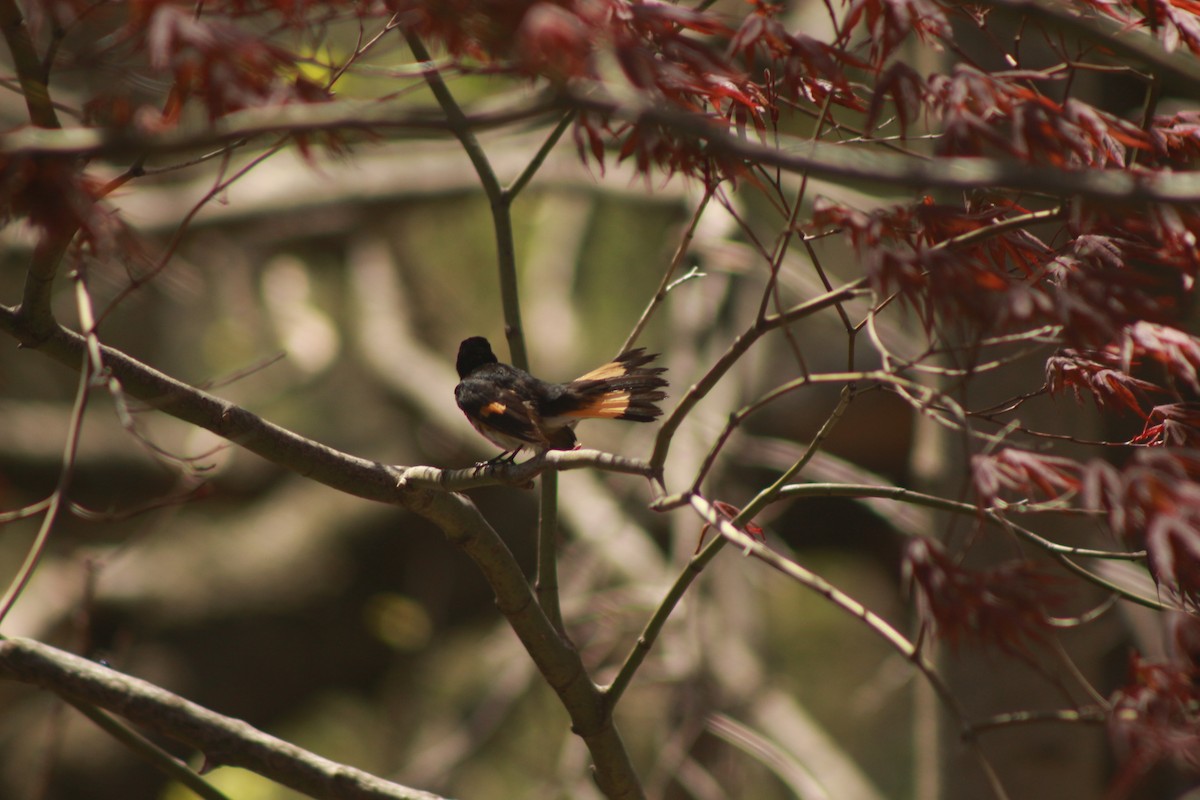 American Redstart - ML620891078