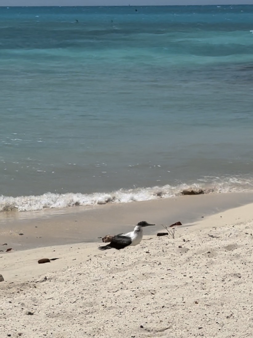 Masked Booby - ML620891080