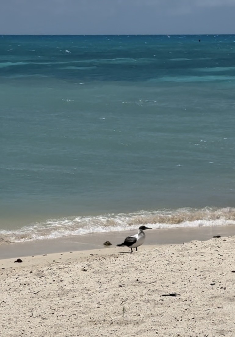 Masked Booby - ML620891081