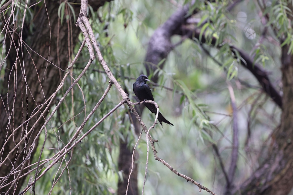 Black Drongo - ML620891090