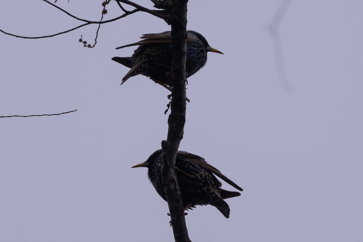 European Starling - ML620891091