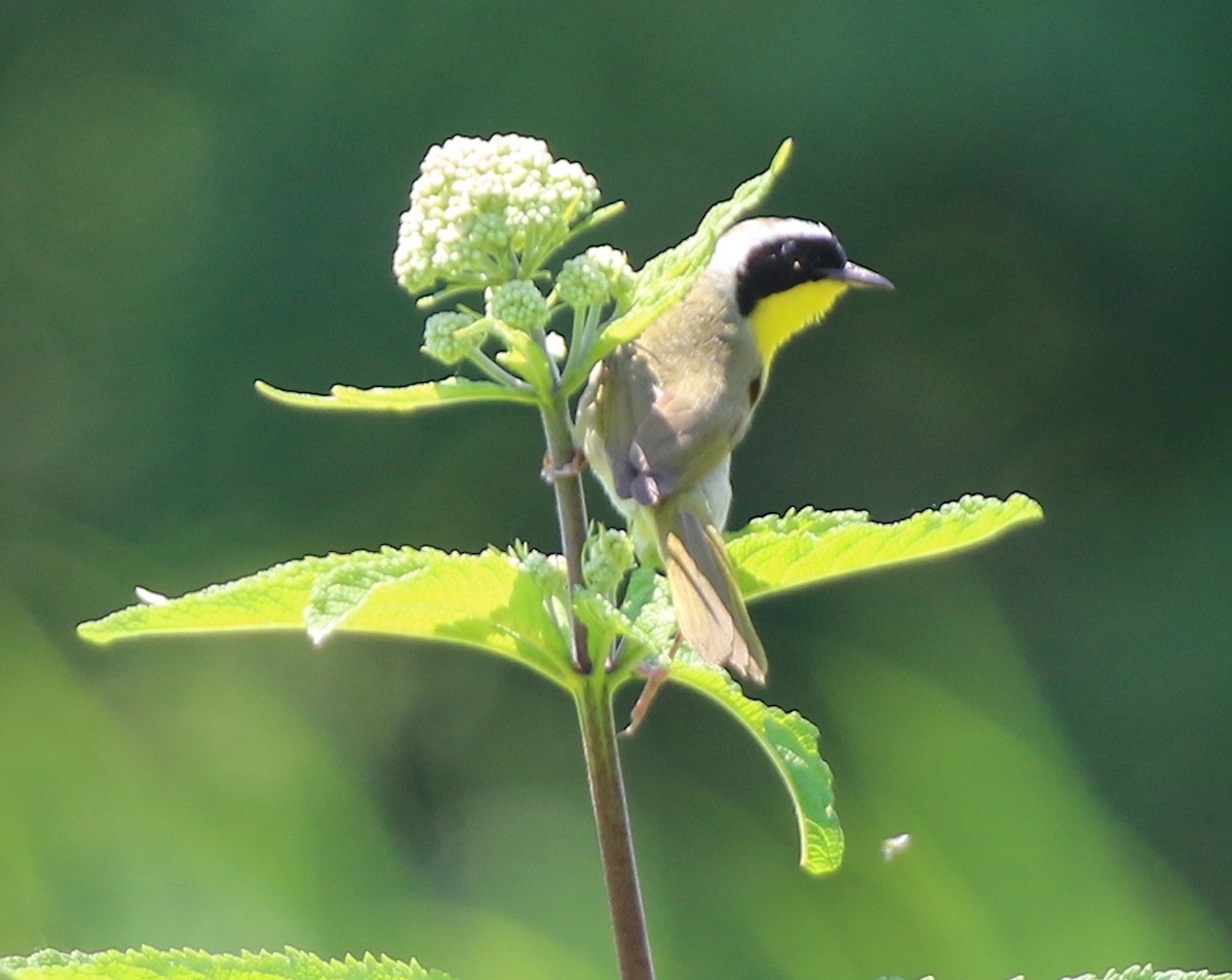 Weidengelbkehlchen - ML620891092