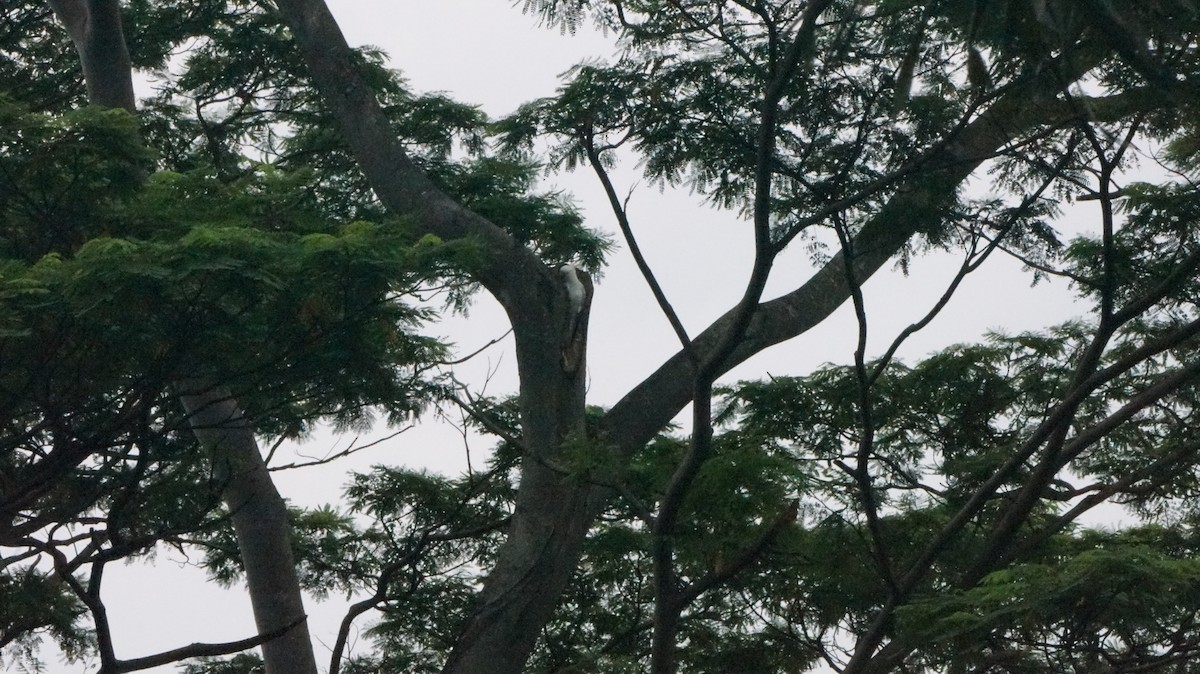 Yellow-crested Cockatoo - ML620891097