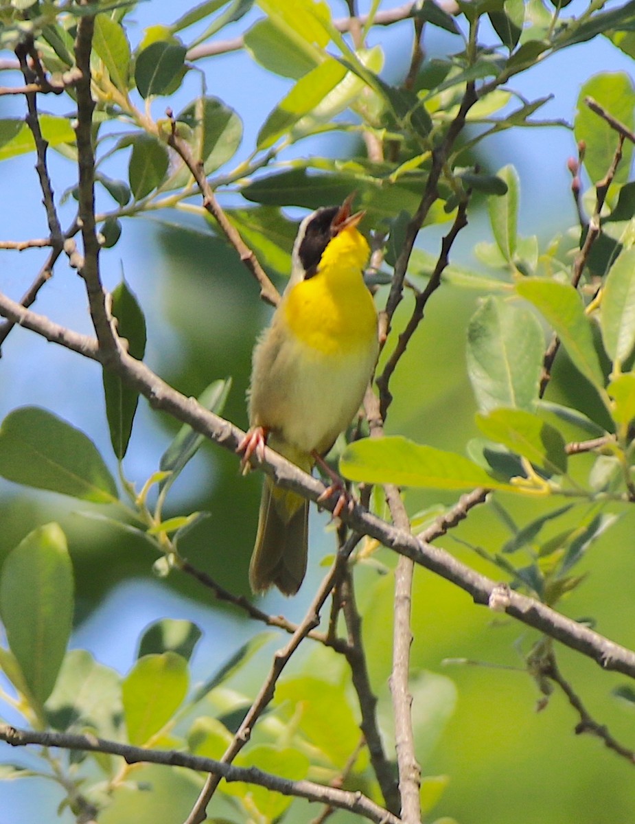 Common Yellowthroat - ML620891099