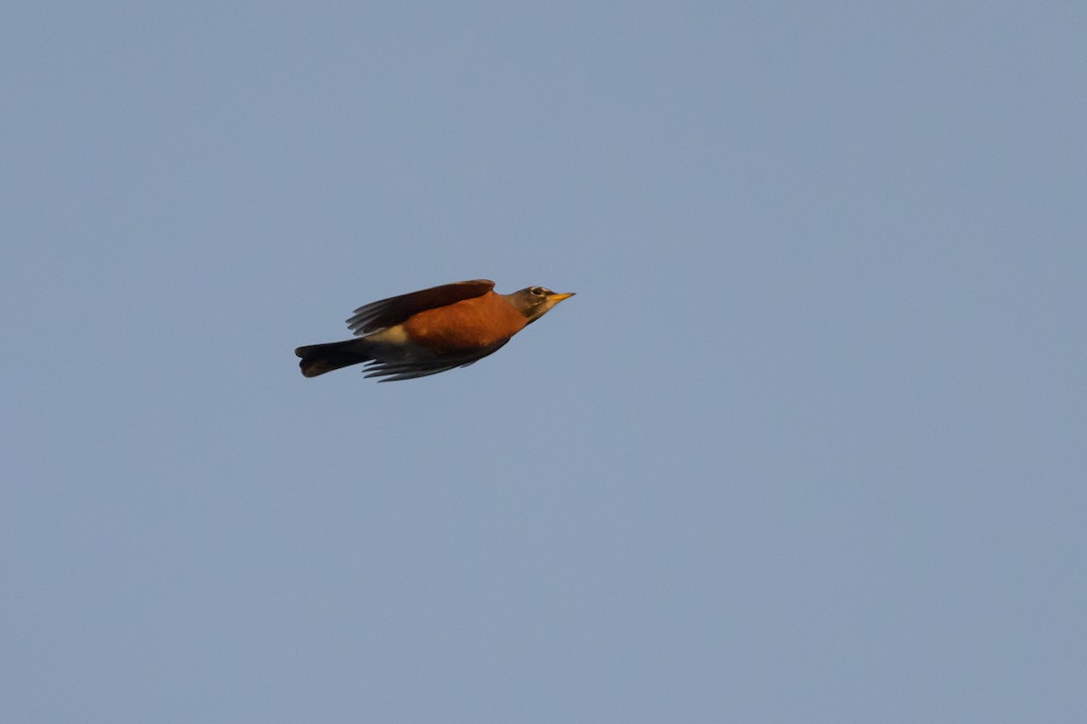 American Robin - ML620891105