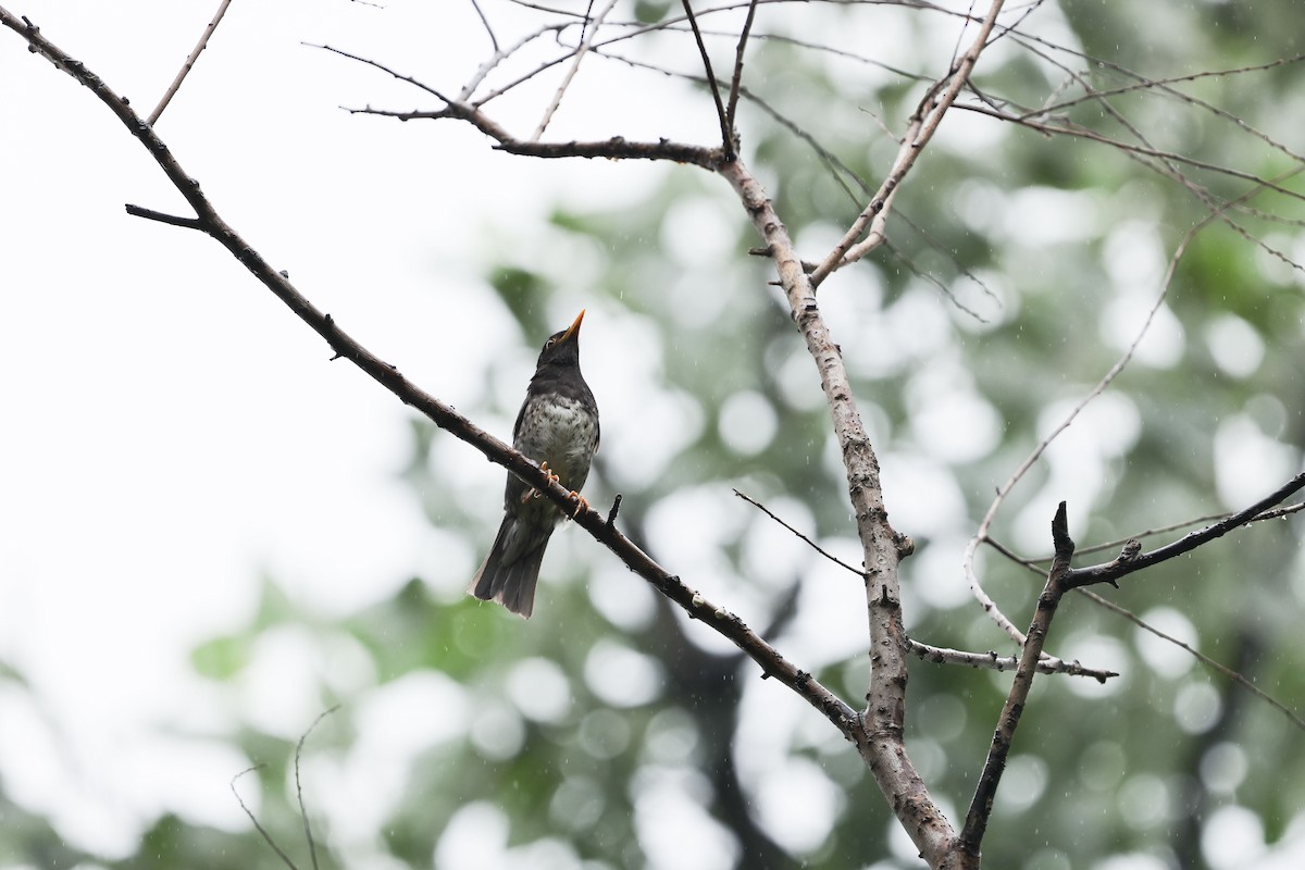 Japanese Thrush - XinTong Li