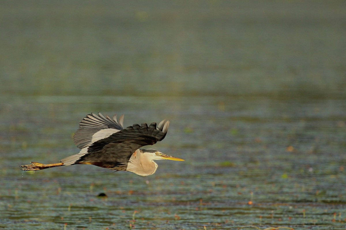 Great Blue Heron - ML620891119