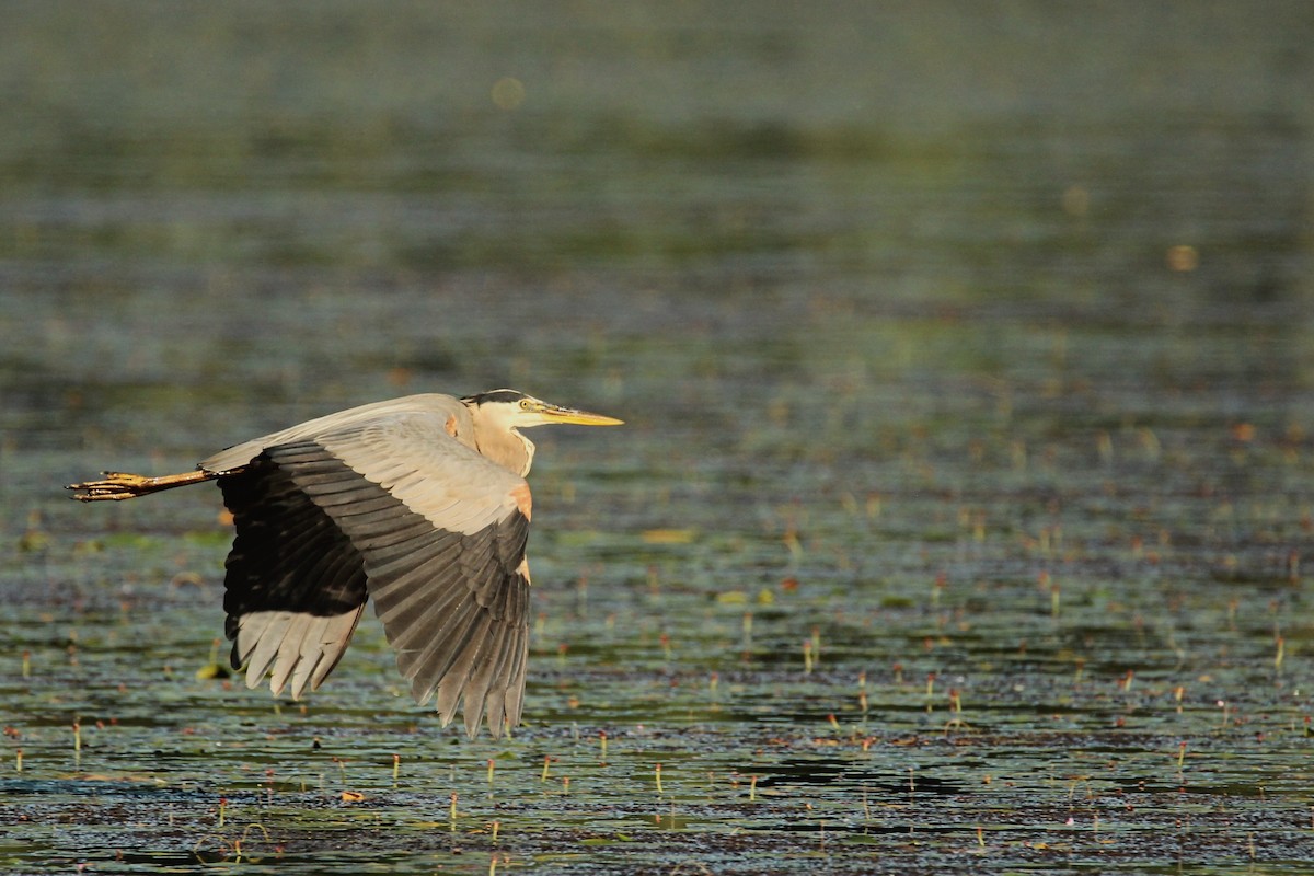 Great Blue Heron - David Cross