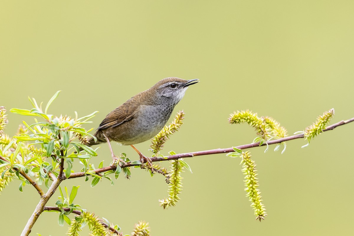 Spotted Bush Warbler - ML620891124