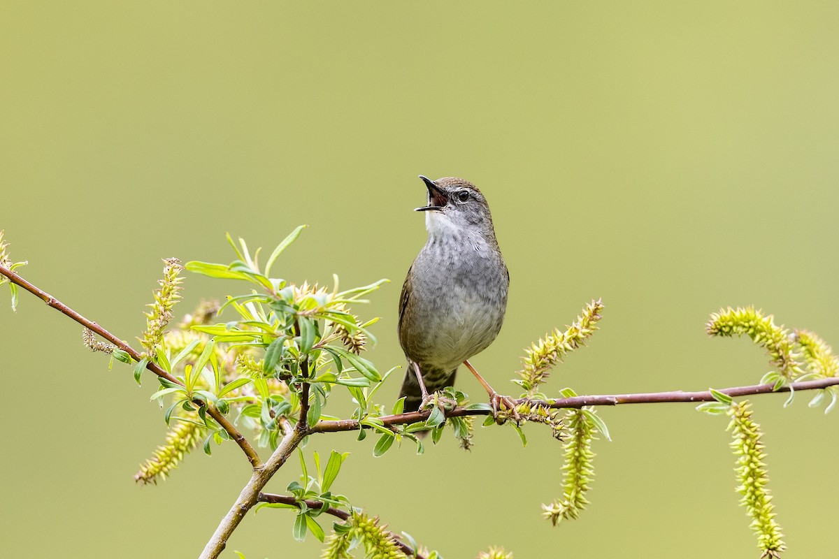 Spotted Bush Warbler - ML620891125