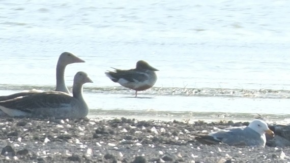 Northern Shoveler - ML620891129