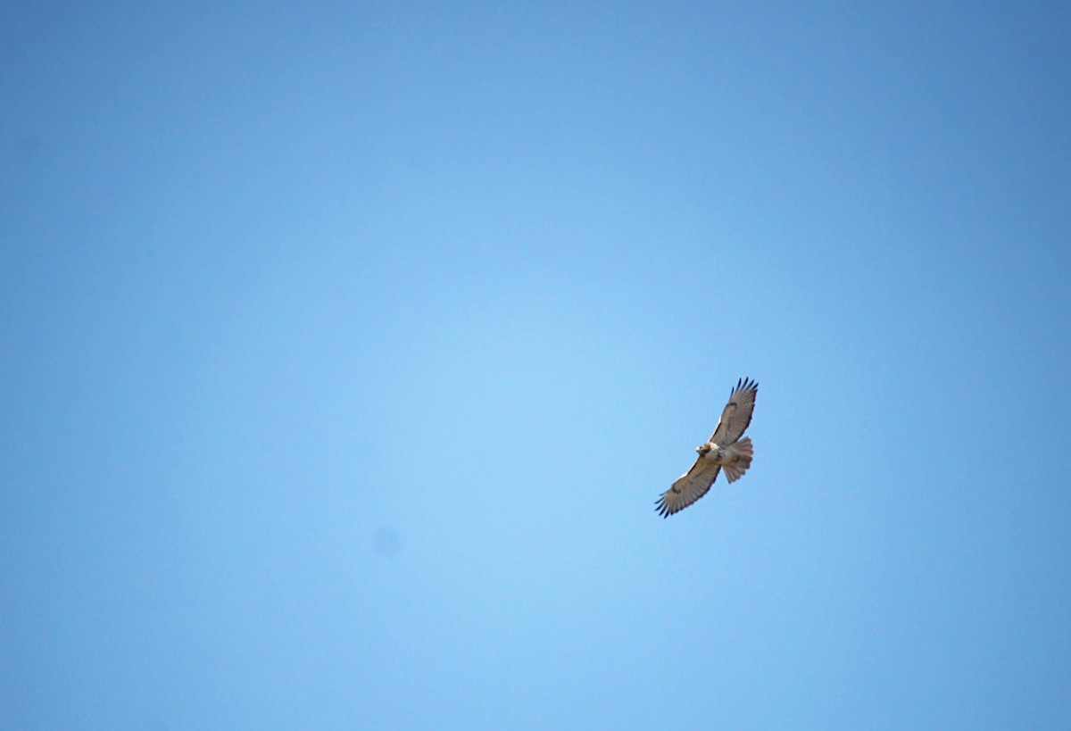 Red-tailed Hawk - ML620891130