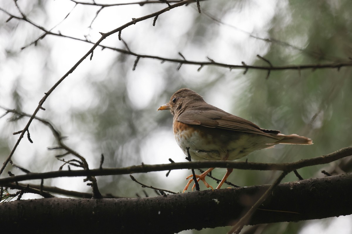 Japanese Thrush - XinTong Li