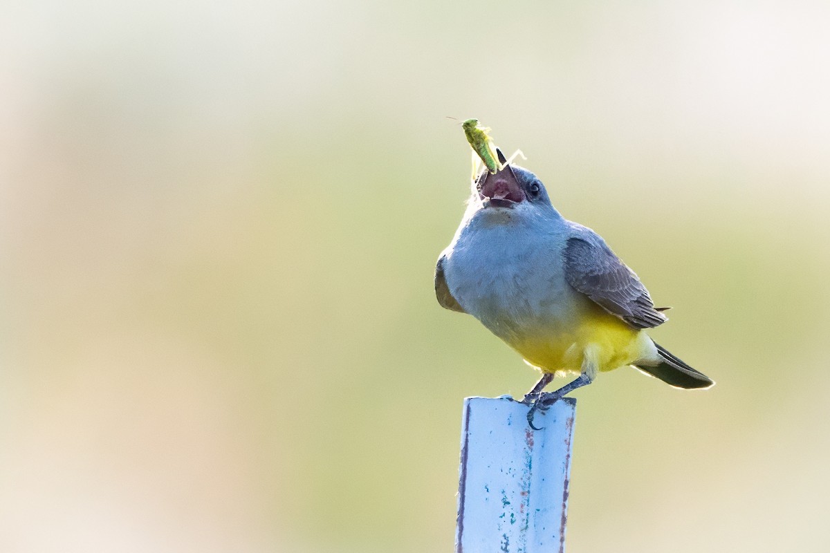 Western Kingbird - ML620891133