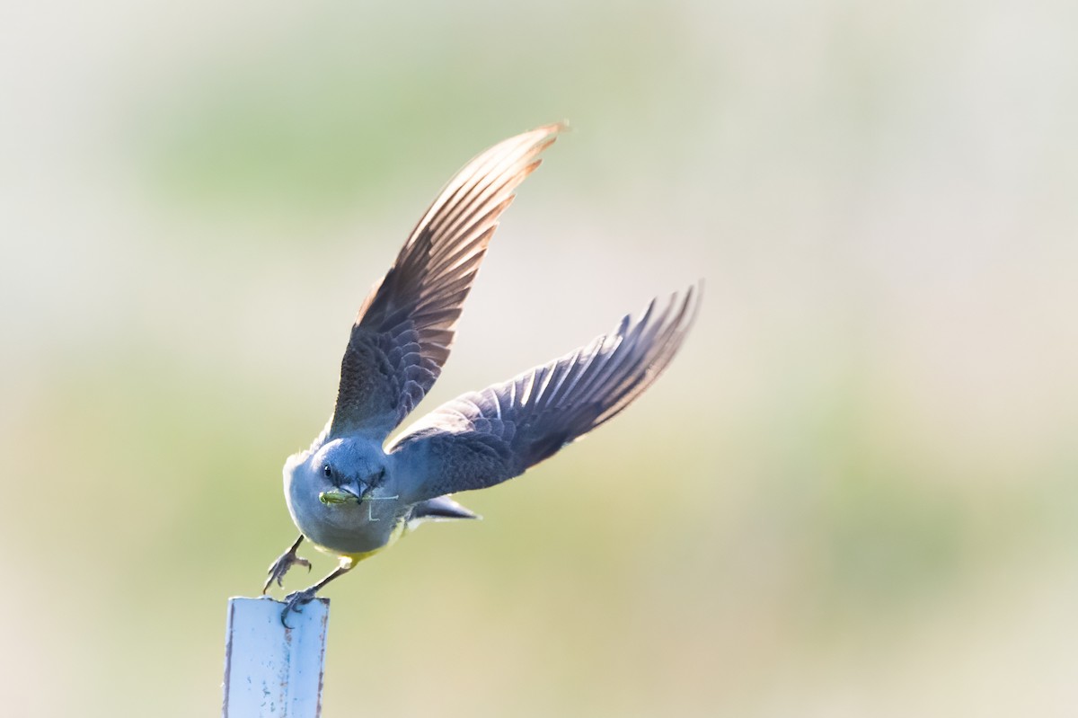 Western Kingbird - ML620891134