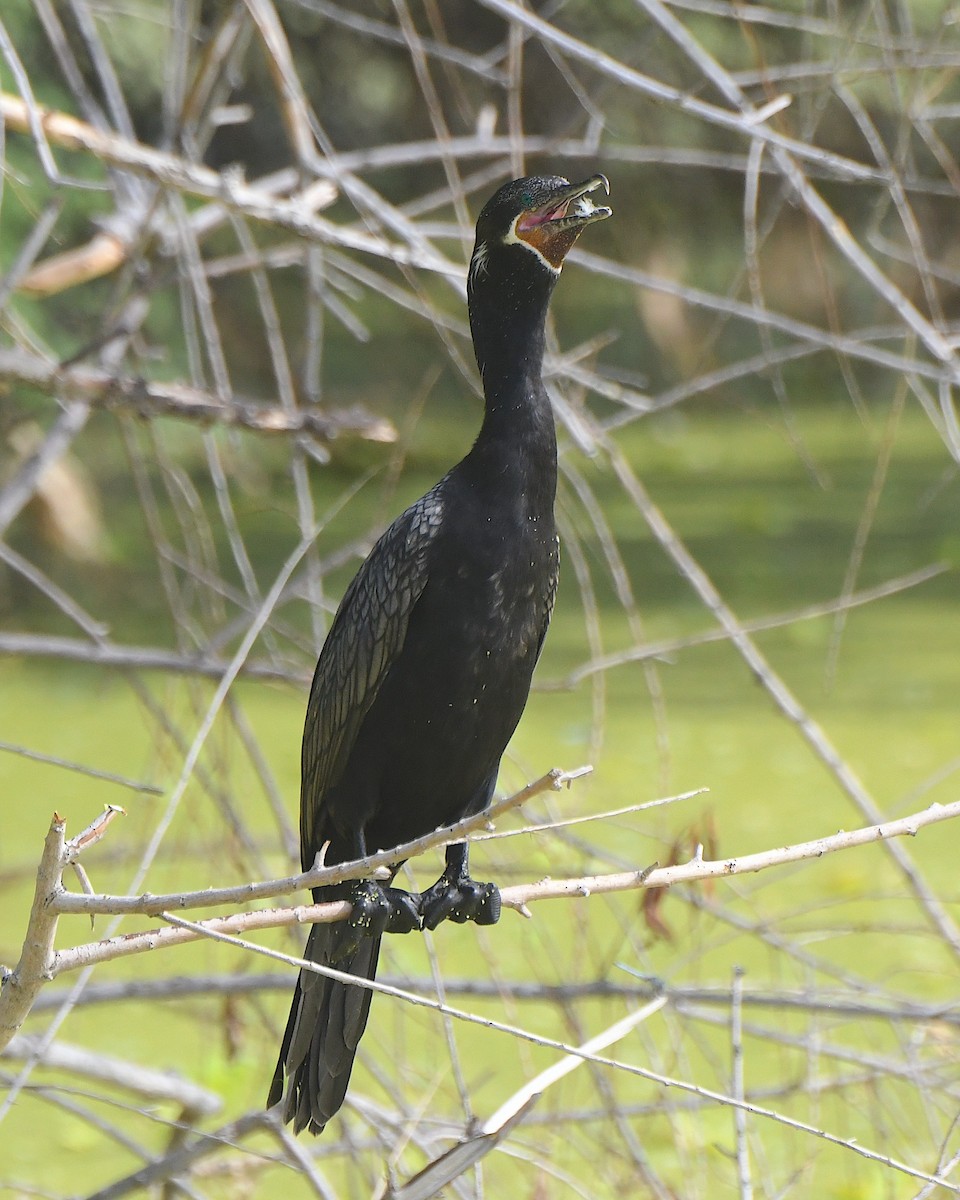 Neotropic Cormorant - ML620891135