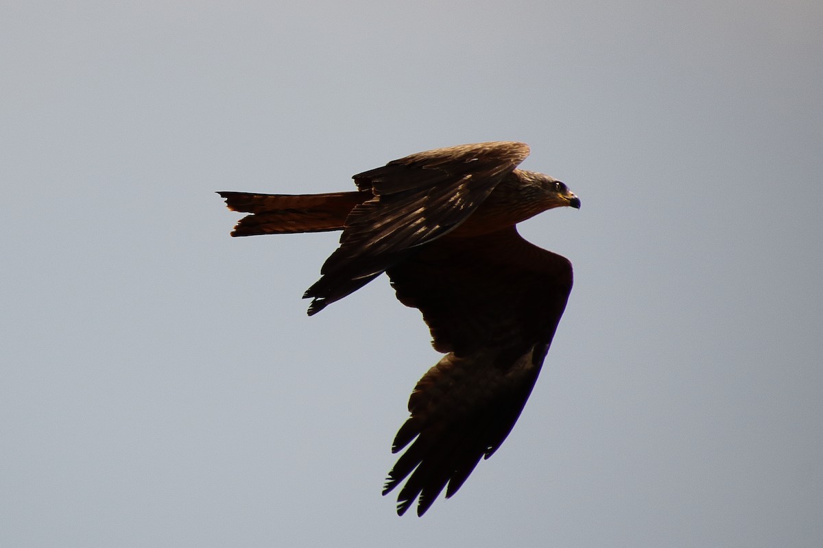 Common Buzzard - ML620891136