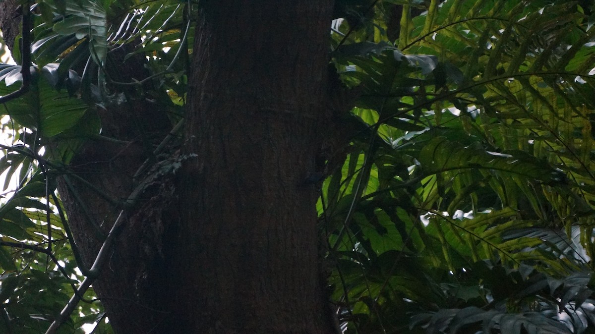 Velvet-fronted Nuthatch - ML620891139