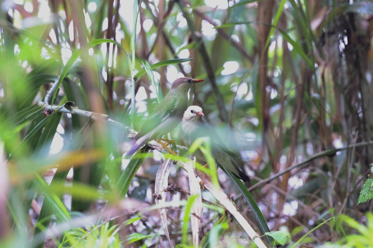 Red-billed Starling - ML620891143