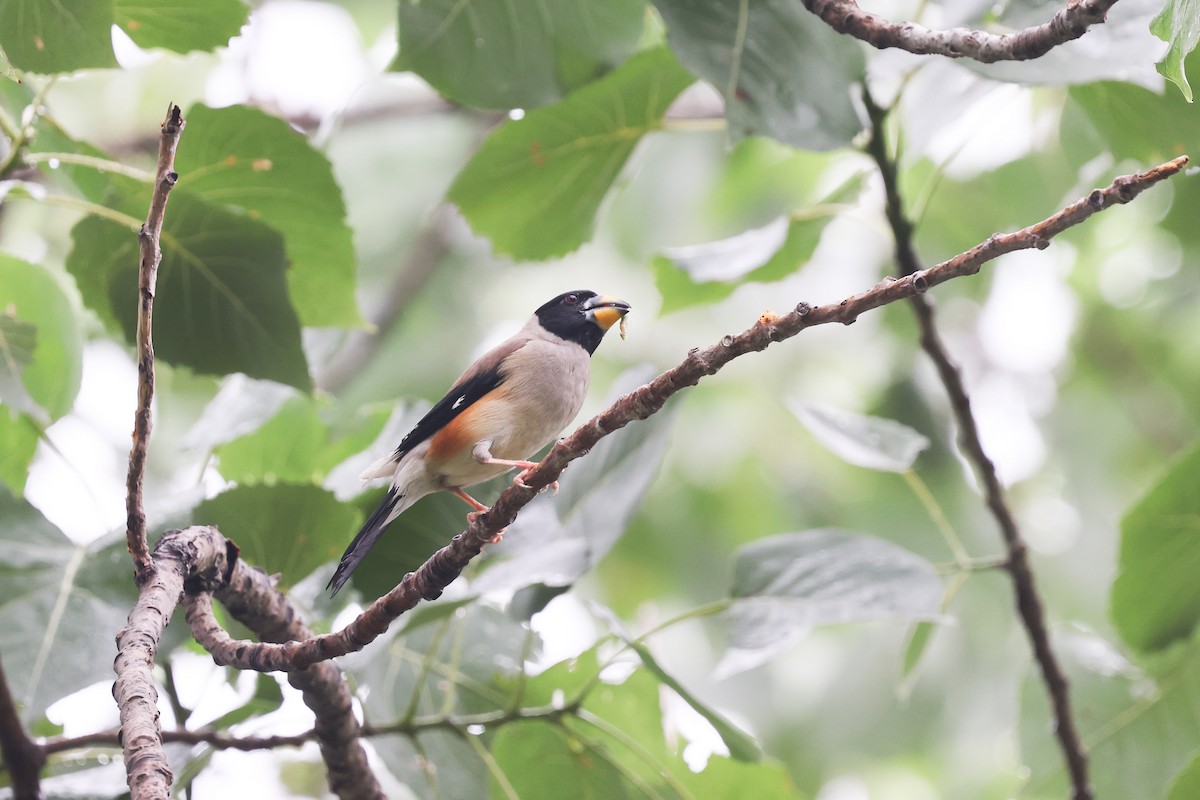 Yellow-billed Grosbeak - ML620891148