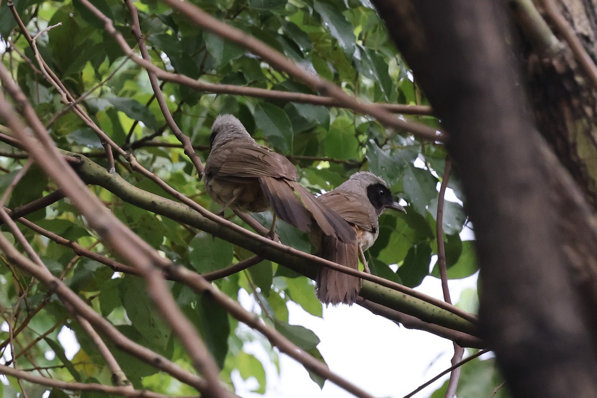 Masked Laughingthrush - ML620891155