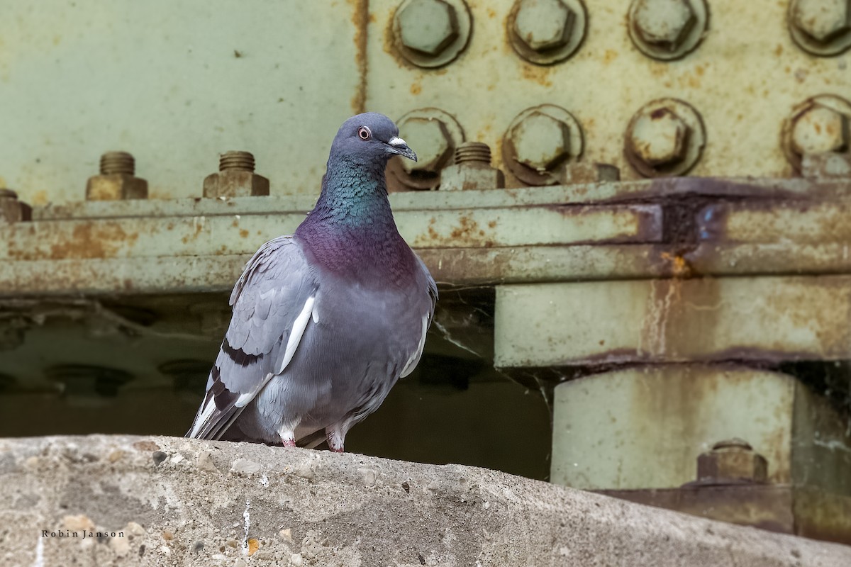 Rock Pigeon (Feral Pigeon) - ML620891157