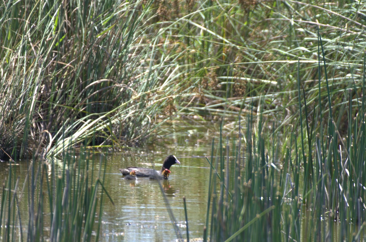 Eurasian Coot - ML620891180