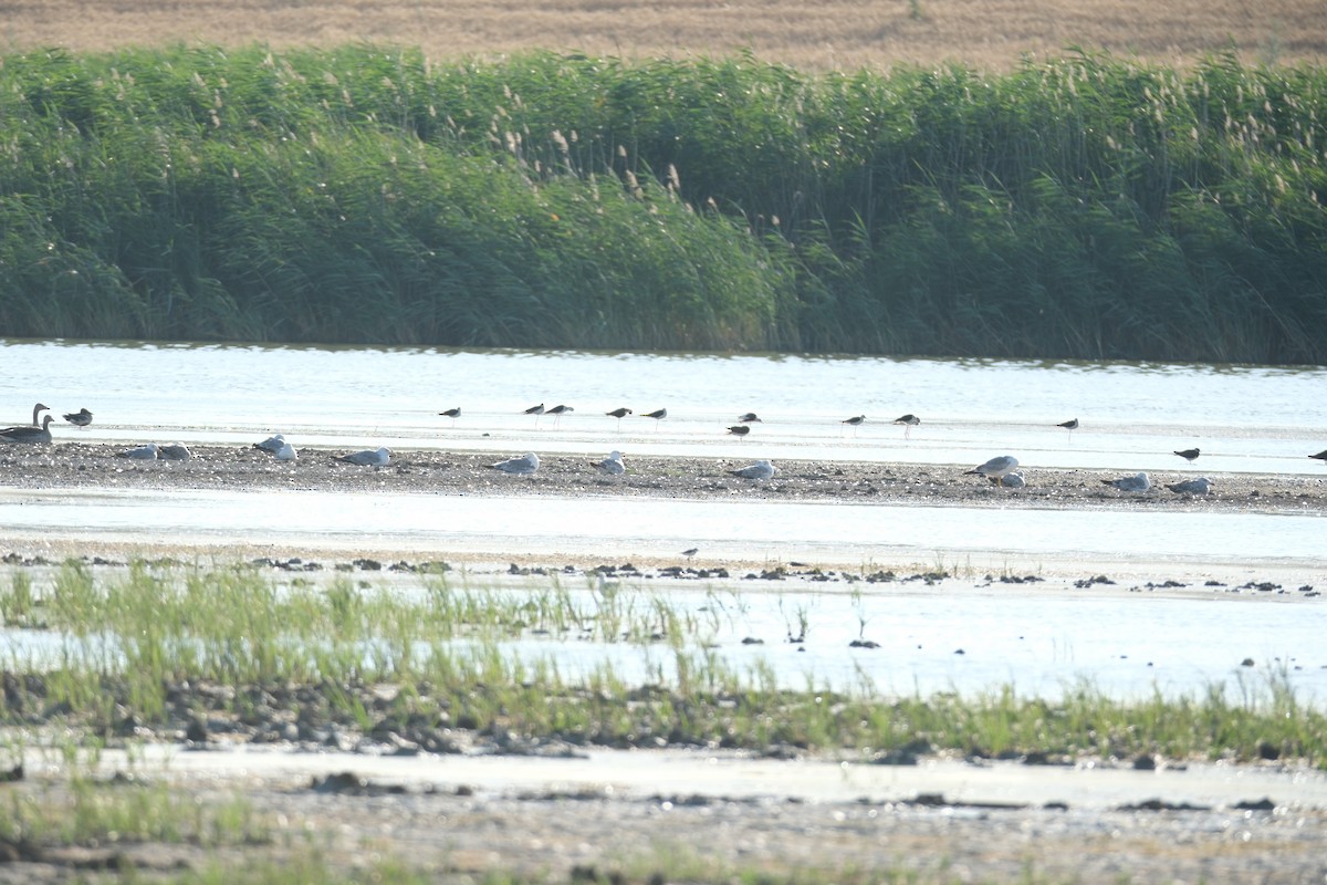 Armenian Gull - ML620891181